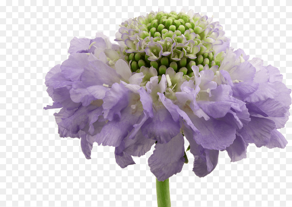 Artificial Flower, Dahlia, Petal, Plant, Geranium Free Png Download