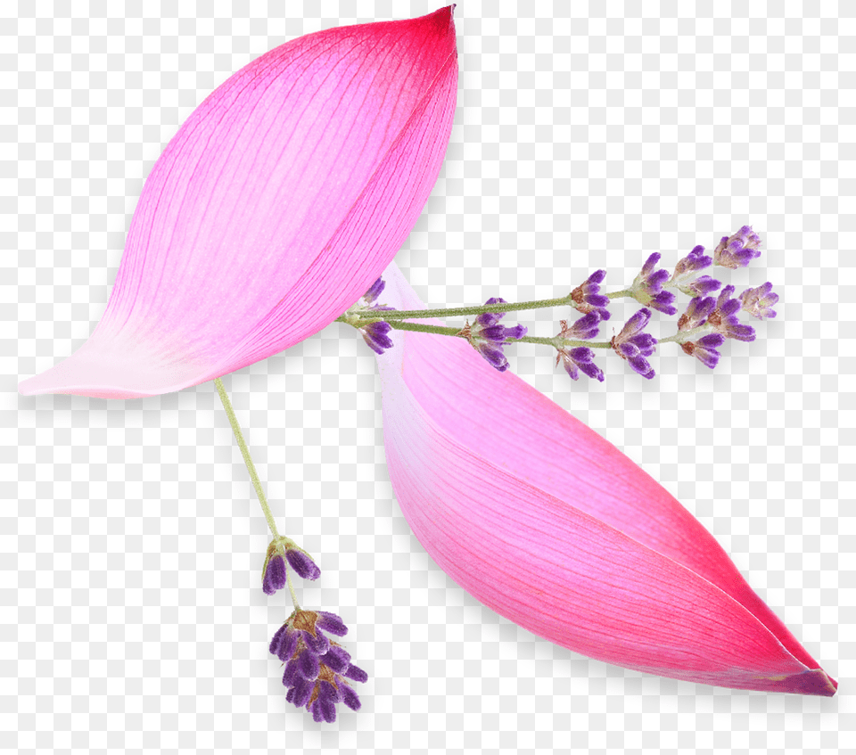 Artificial Flower, Petal, Plant, Anther, Purple Free Png Download