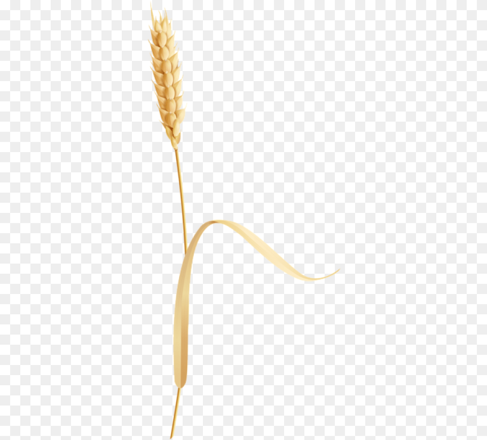 Artificial Flower, Food, Grain, Grass, Plant Png