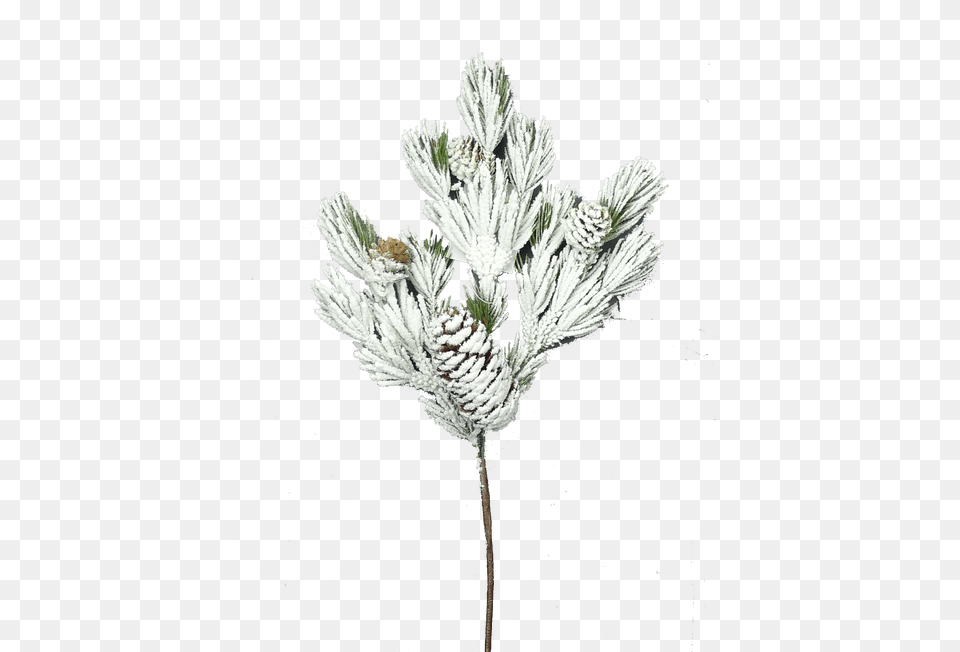 Artificial Flower, Weather, Outdoors, Nature, Ice Png Image