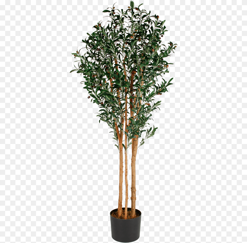 Artificial Olive Tree Tree In Planter, Plant, Potted Plant, Leaf, Conifer Free Transparent Png