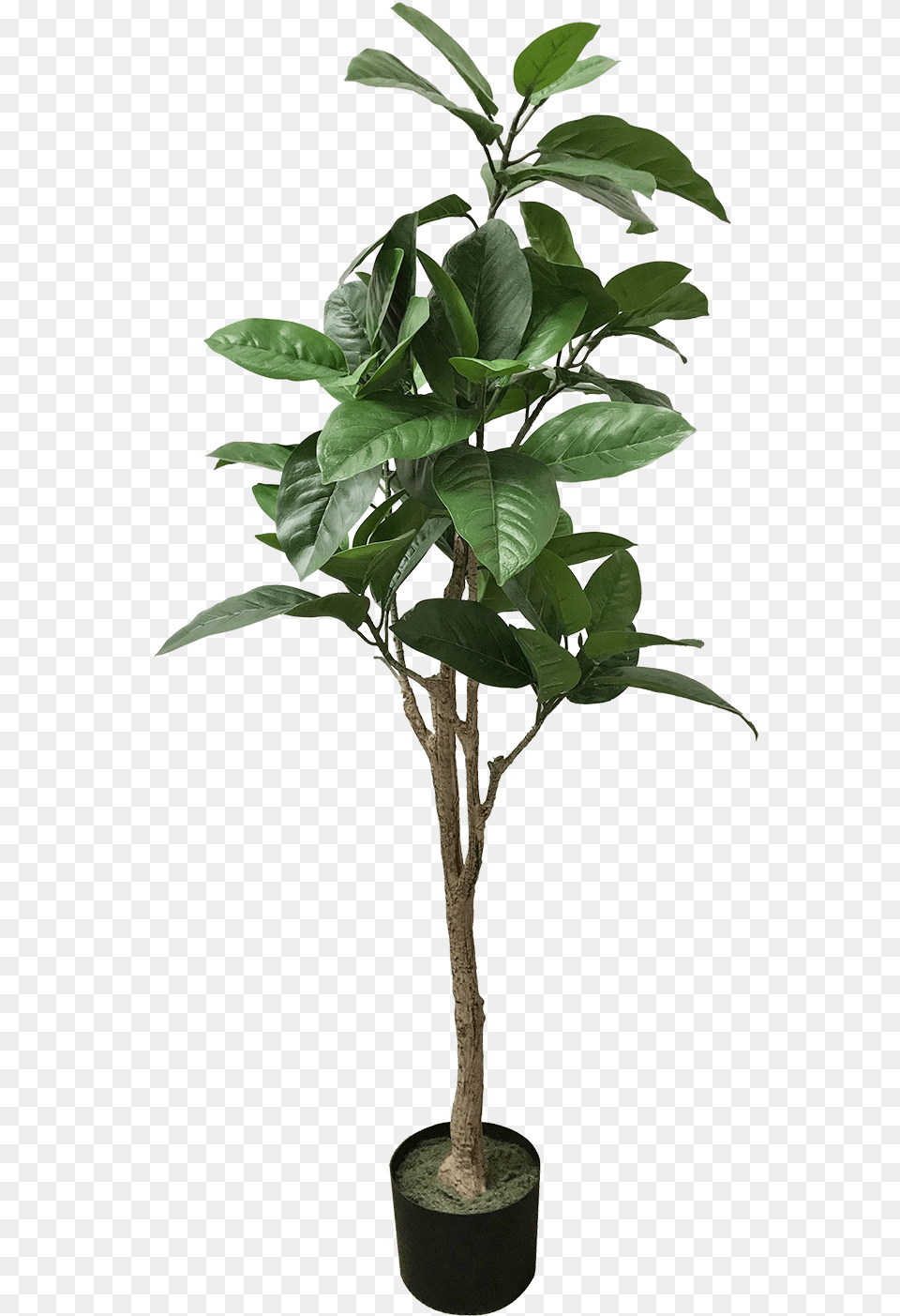 Artificial Potted Tropical Tree Houseplant, Leaf, Plant, Potted Plant, Flower Free Png Download