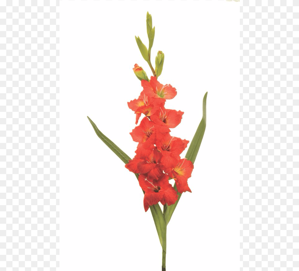 Artificial Red Gladiolus Single Stem The Gladiolus, Flower, Plant Png