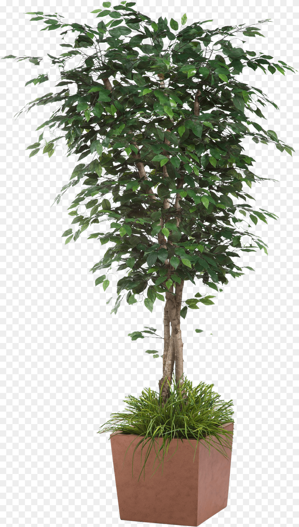 Artificial Tree Picture Fake Ficus Tree, Plant, Potted Plant, Leaf, Jar Free Png