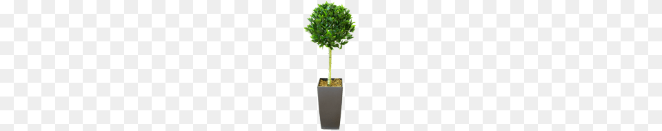 Artificial Trees Topiary And Outdoor Plants From Evergreen Direct, Plant, Potted Plant, Tree Png