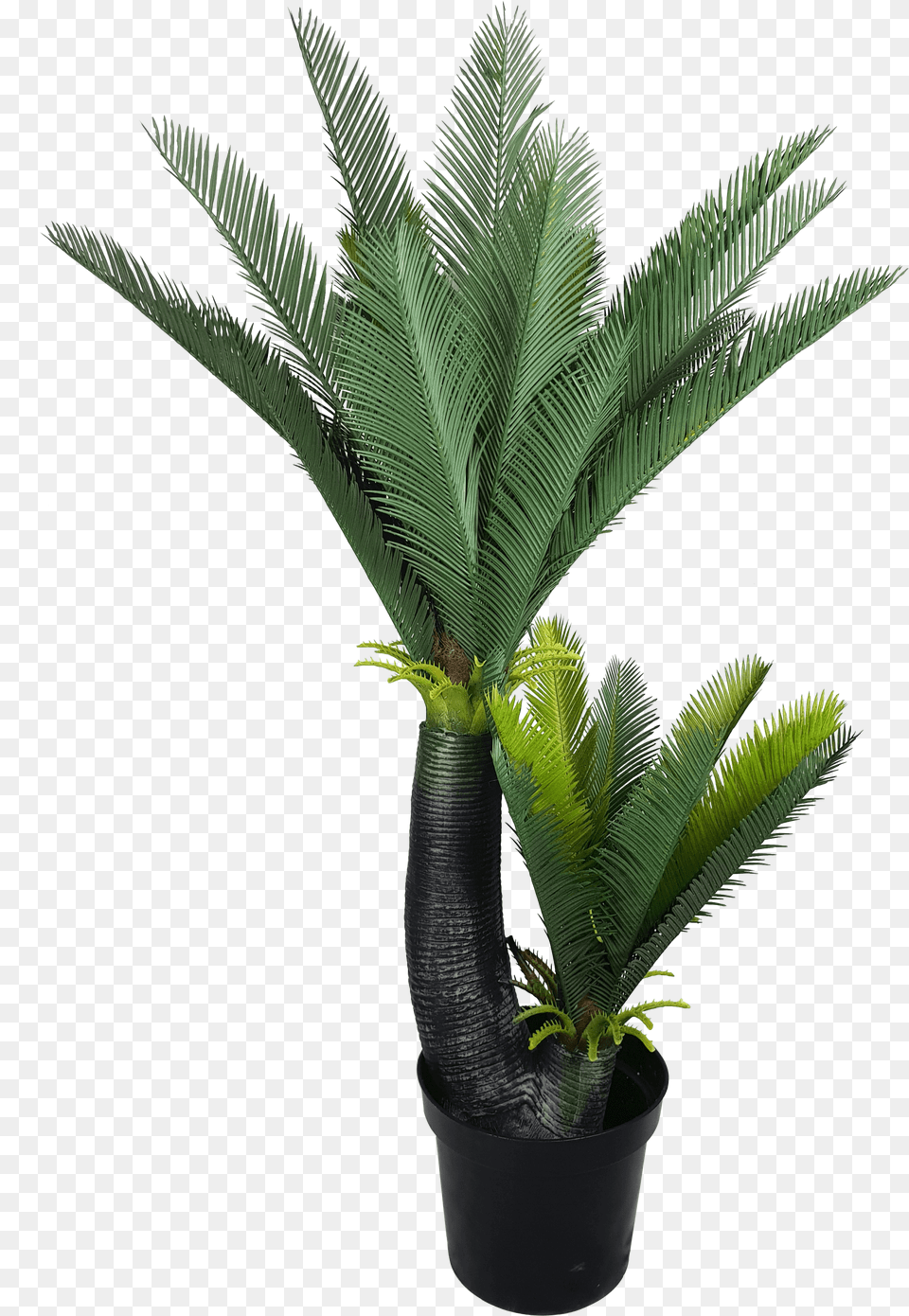 Artificial Two Headed Cycas Tree Sago Palm, Leaf, Palm Tree, Plant, Fern Free Png
