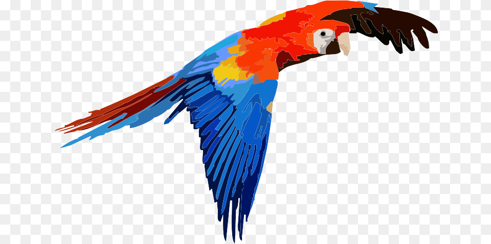 Artisan 5 Star Review U2014 Grahame Shannon Macaw, Animal, Bird, Parrot Free Png