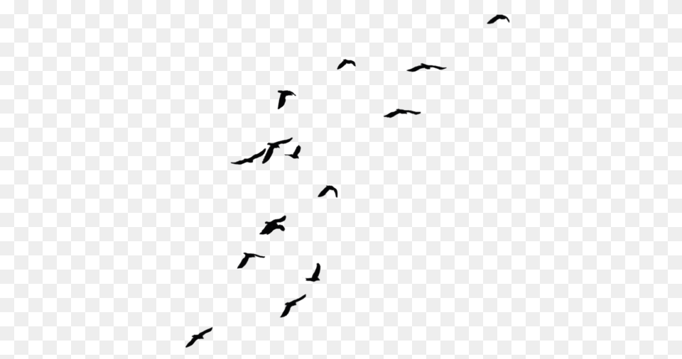 Artist Birds, Animal, Flock, Bird, Flying Png Image
