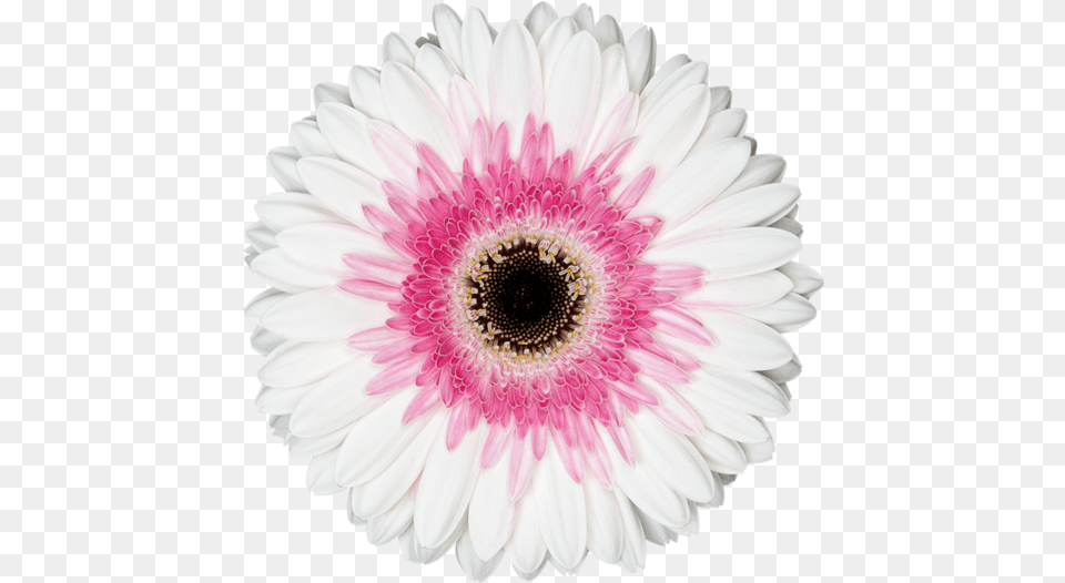 Artist Friendship Photo Frame Online, Dahlia, Daisy, Flower, Plant Png