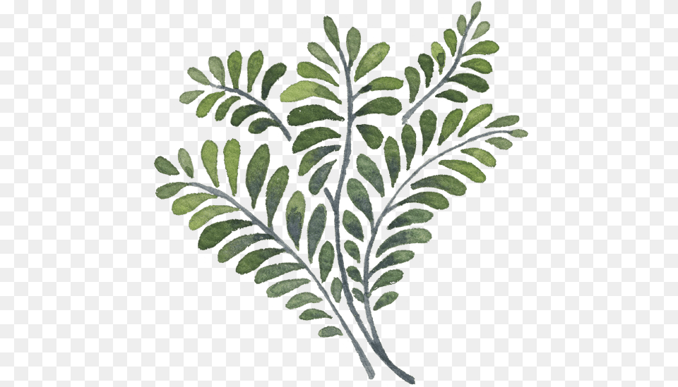 Artistic Watercolor Leaves Western Yew, Leaf, Plant, Flower, Herbal Free Transparent Png
