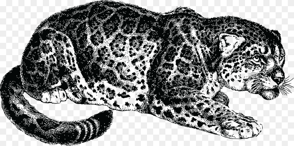 Artmonochrome Photographycarnivoran Most Dangerous Game, Animal, Mammal, Panther, Wildlife Png