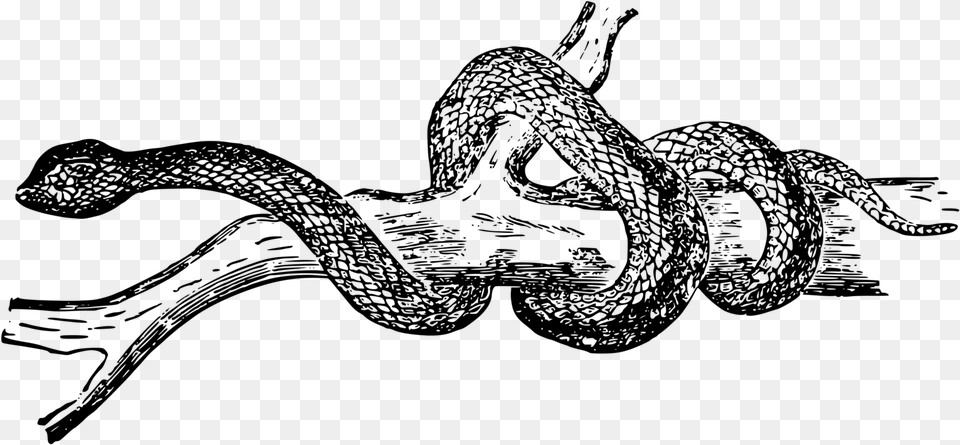 Artmonochrome Photographygraphic Design Realistic Snake Clipart Black And White, Gray Png