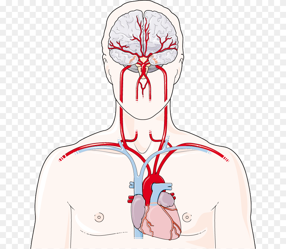 Artres Crbrales Artery, Body Part, Face, Head, Neck Free Transparent Png