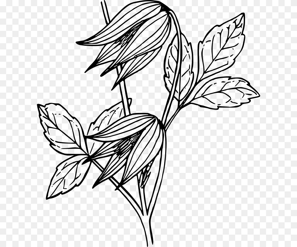 Artsymmetrymonochrome Photography Coloriage Fleur, Gray Free Png Download