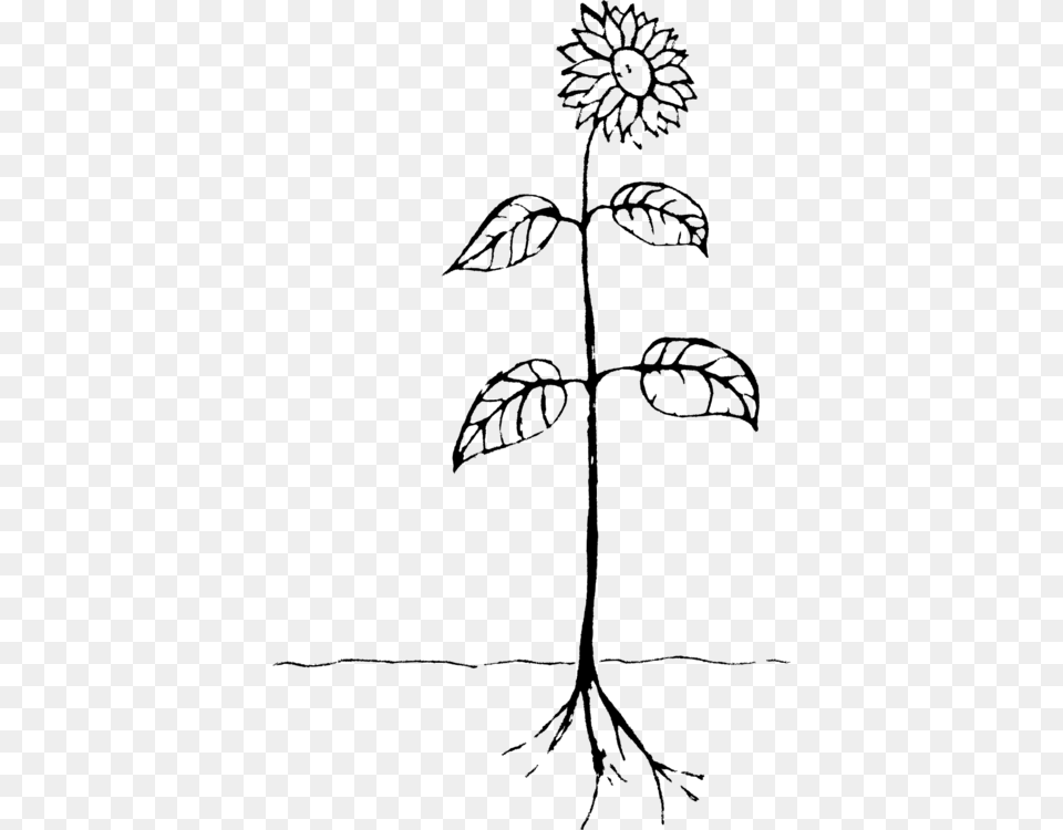 Artsymmetrymonochrome Photography Drawing Of A Plant, Gray Png Image