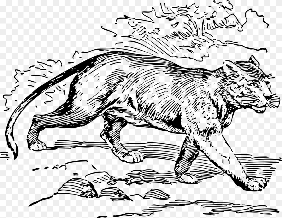 Artwild Catcarnivoran Puma Coloring Pages, Gray Png