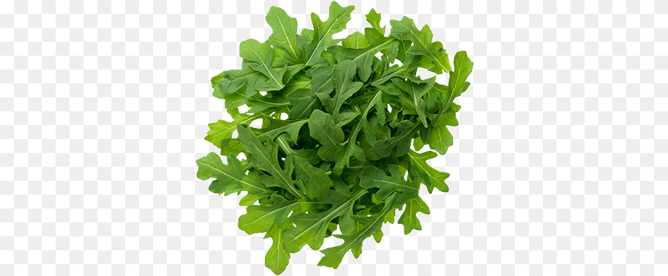 Arugula, Food, Leafy Green Vegetable, Plant, Produce Free Png Download