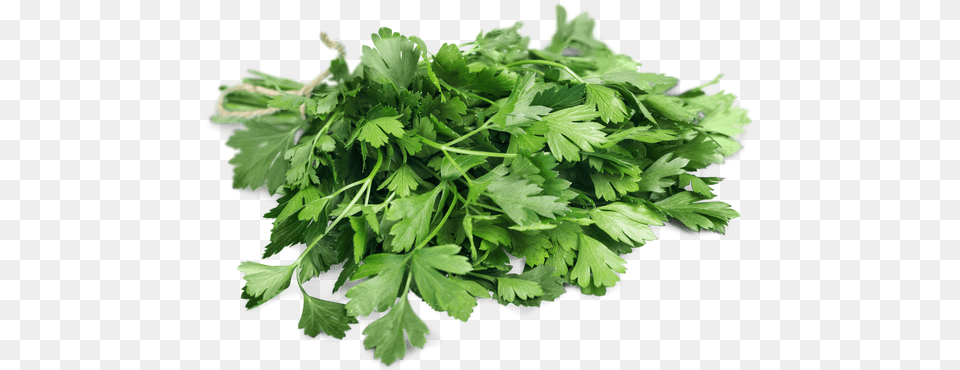 Arugula Leaves Image All Water Celery, Herbs, Parsley, Plant Free Png Download