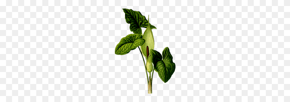Arum Flower, Green, Leaf, Plant Png Image