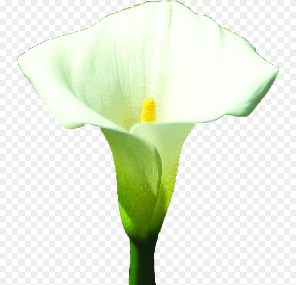 Arum Lily Arum Lilies Lilium White Giant White Arum Lily, Flower, Petal, Plant, Araceae Free Png