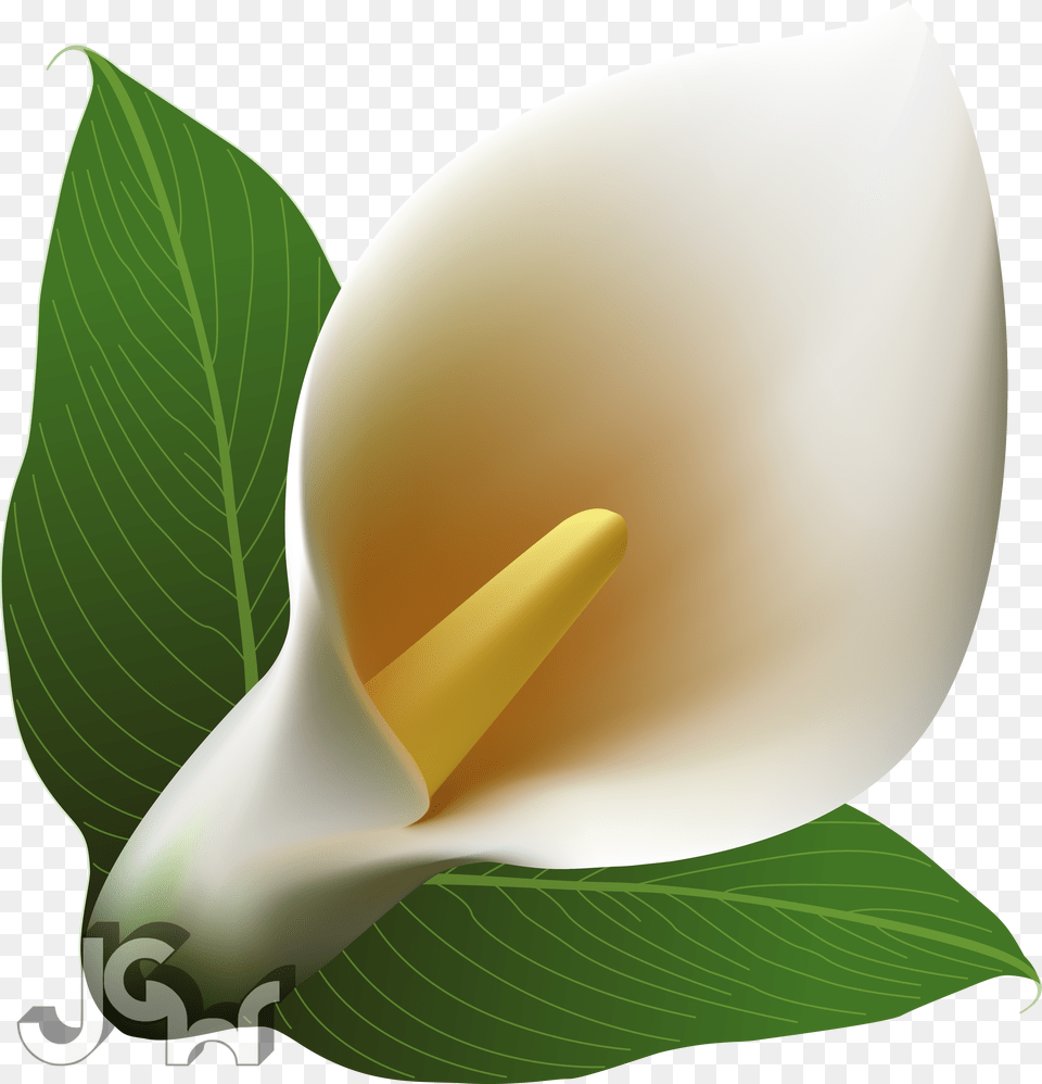 Arum Lily Clip Art Free Transparent Png