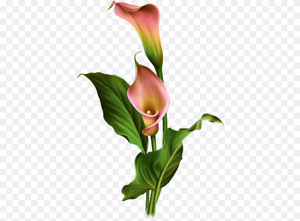 Arum Lily One Stroke Calla Lily Painting, Flower, Plant, Petal, Adult Free Transparent Png