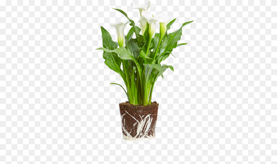 Arum Lily Planta Zamioculca, Flower, Flower Arrangement, Plant, Flower Bouquet Free Transparent Png