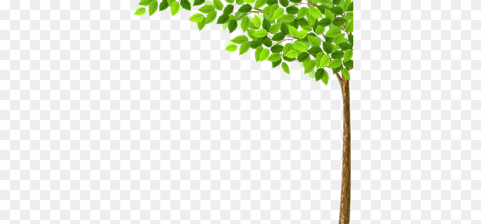 Arvore Background For Power Point Presentation Related To, Green, Leaf, Plant, Tree Png
