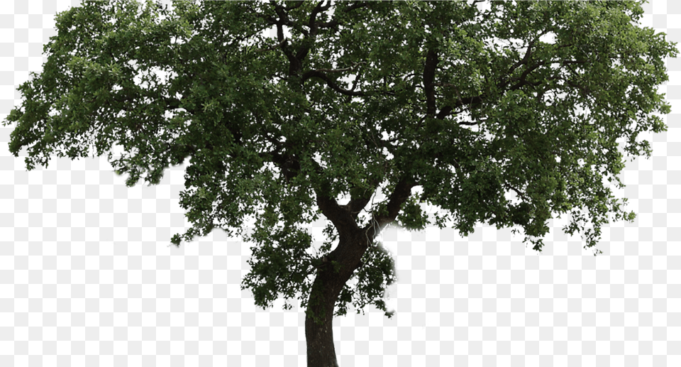 Arvore Fundo Transparente Download Imagen De Arboles En, Oak, Plant, Sycamore, Tree Free Transparent Png