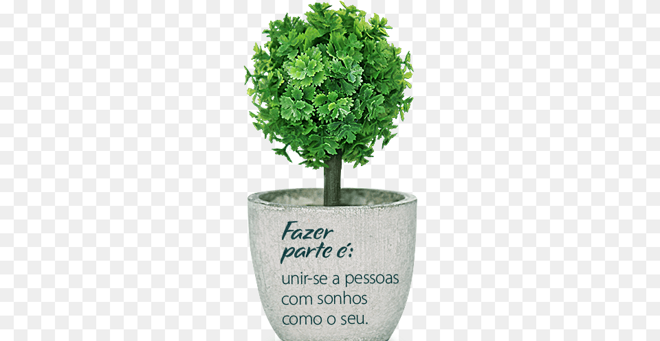 Arvore Perfect Tree For A Pot, Herbs, Parsley, Plant, Potted Plant Free Png Download