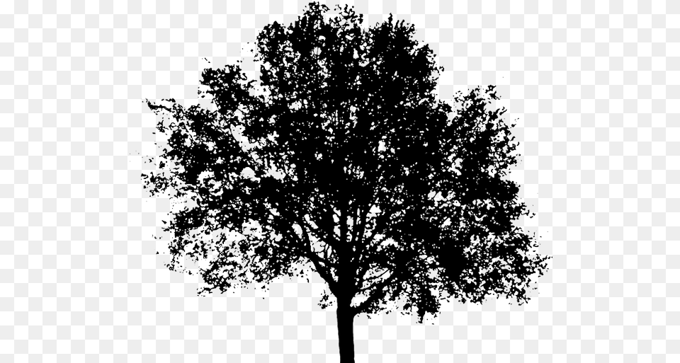 Arvore Preta Tree Silhouette Transparent Background, Oak, Plant, Sycamore, Tree Trunk Free Png
