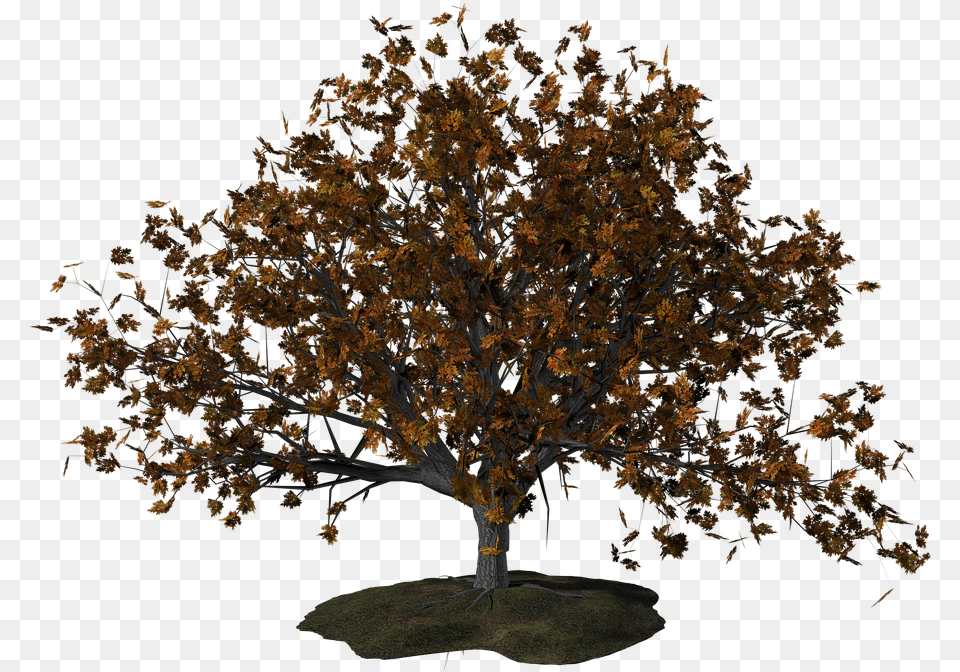 Arvores De Outono, Maple, Oak, Plant, Tree Free Png