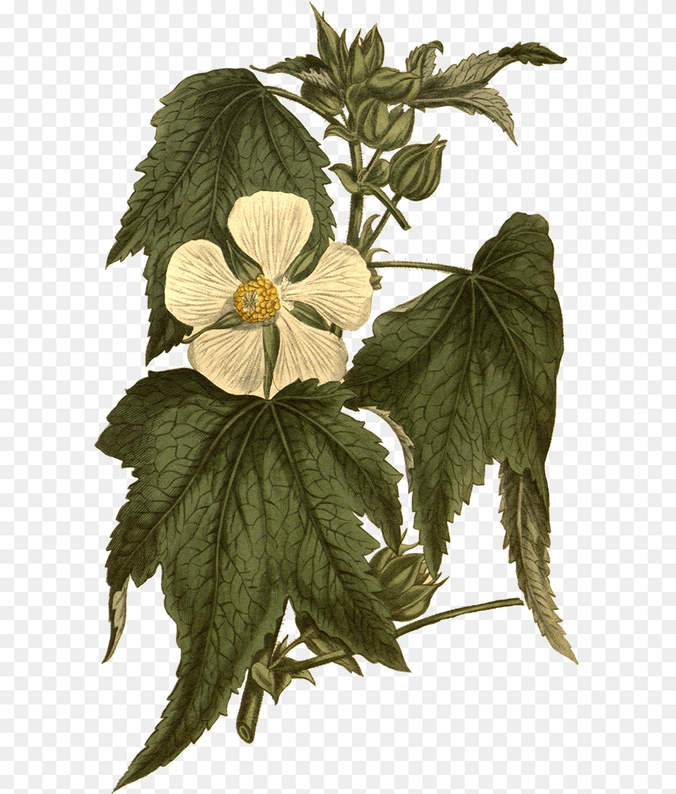As Botanical Illustration, Flower, Leaf, Plant, Acanthaceae Free Png Download