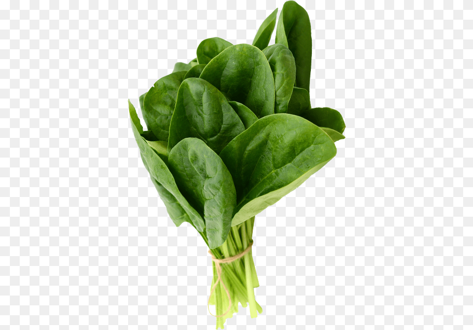 As Folhas No Devem Estar Murchas E Deves Estar Isentas Soil Me Spinach Palak Pack Of 100 Seeds, Food, Leafy Green Vegetable, Plant, Produce Png