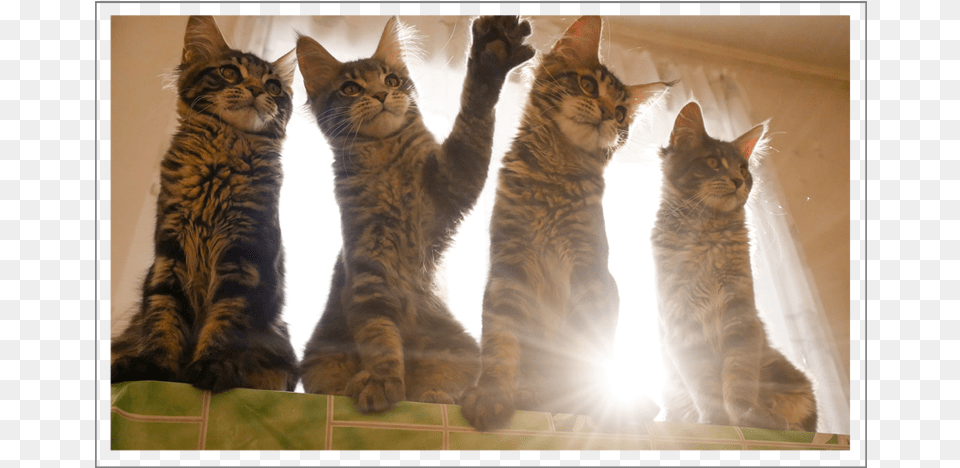 As Great As Lens Flare Can Be Under The Right Conditions Domestic Short Haired Cat, Animal, Mammal, Manx, Pet Free Transparent Png