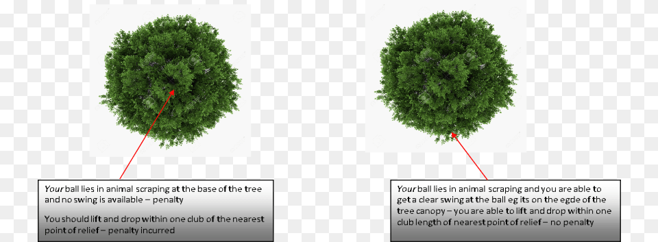 As It Lies In An Indentation At The Base Of A Tree Tree, Conifer, Moss, Plant, Vegetation Free Png
