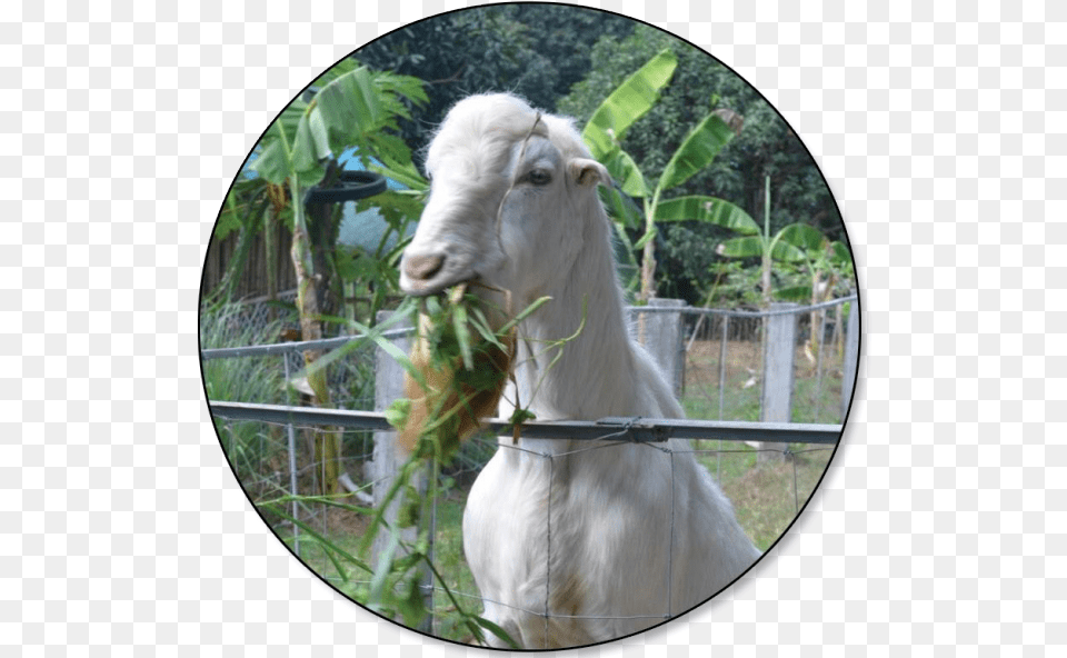 As Of July 1 2018 Total Inventory Of Goat Was Philippine Goat, Photography, Livestock, Animal, Mammal Free Png Download