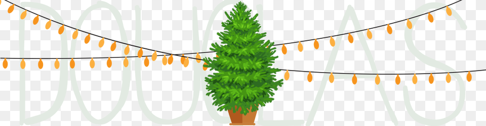 As One Of The Most Popular Species Of Christmas Trees Tree, Plant, Pine, Vegetation, Christmas Decorations Free Transparent Png