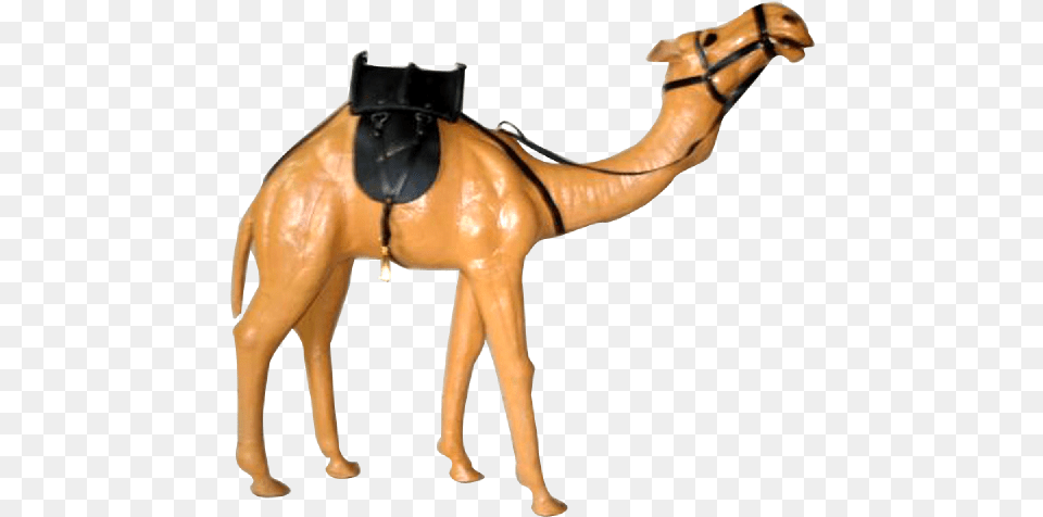 As Per Customer Specification Arabian Camel, Animal, Mammal, Horse Free Png