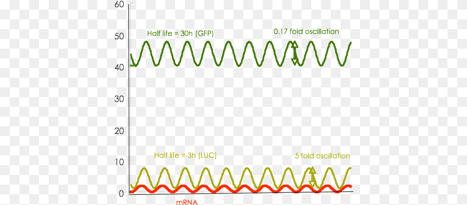 As Seen Both Reporters Show Oscillation With The Same Circle, Blackboard, Chart, Plot, Electronics Free Png Download