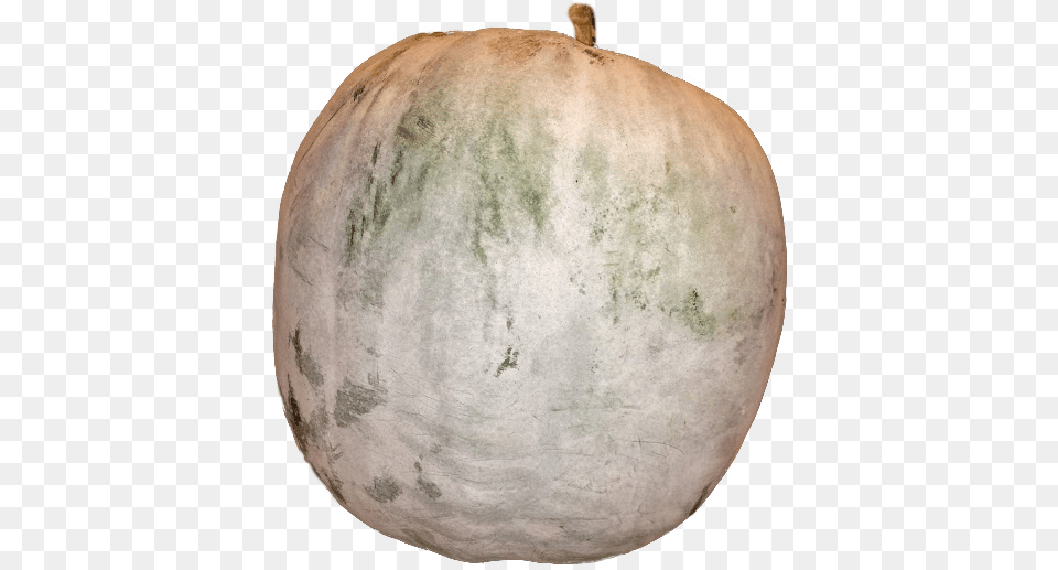As The Name Implies The Long Napa Is Lengthier Than Sugar Apple, Vegetable, Food, Pumpkin, Produce Png Image