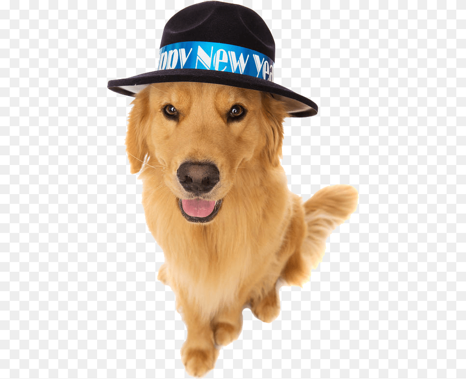 As The New Year Rings In It39s Time To Create Your Dog, Animal, Canine, Clothing, Golden Retriever Free Transparent Png