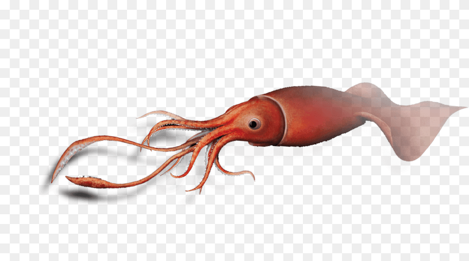 As We Approach The 100th Anniversary Of The Colossal Squid, Food, Seafood, Animal, Sea Life Free Png