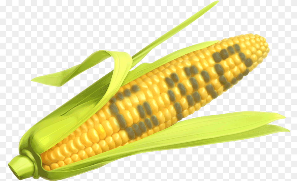 As We Know Corn Is The Number One Food That Has Been Corn The Says Gmo, Grain, Plant, Produce, Pill Free Png