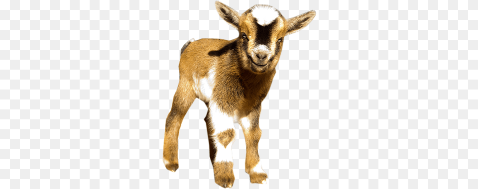 As With All Goats Does Or Neutered Males Make The Nigerian Dwarf Goat, Livestock, Animal, Mammal, Kangaroo Free Png