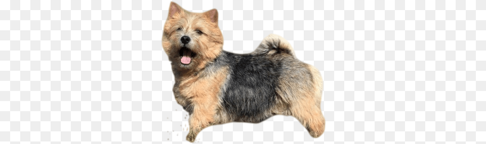 As With Many Terriers The Norwich Terrier Has An Outer Norwich Terrier Tricks Training Norwich Terrier Tricks, Animal, Canine, Dog, Mammal Free Png