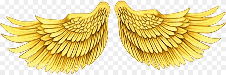 Asa De Anjo Dourada, Gold, Animal, Bird, Emblem Free Transparent Png