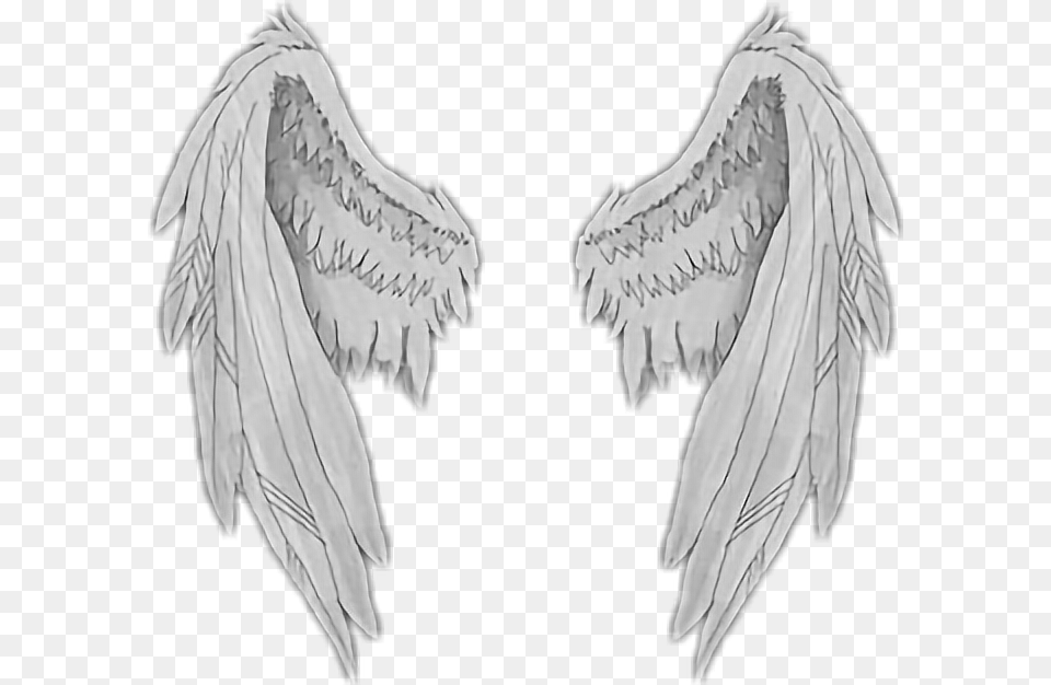 Asas Angel Anjo Wings Angelwings Sticker Wings Stickers, Animal, Bird, Vulture, Adult Free Png