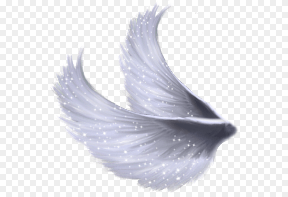 Asas De Anjo Para Montagem Wings Image Transparent, Animal, Bird, Pigeon Free Png