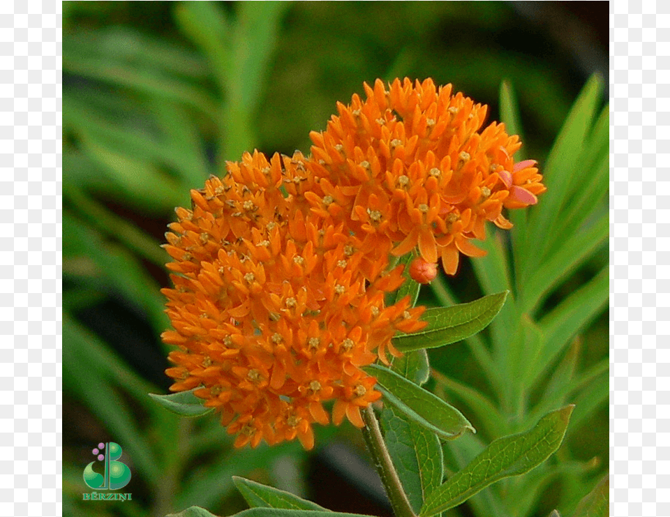 Asclepias Tuberosa Butterfly Milkweed, Plant, Weed, Flower Free Png Download